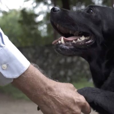doggie9